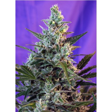 Sweet Skunk Auto